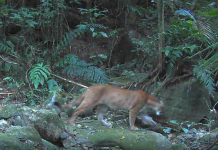 Município de Guapimirim registra onças e guaxinins em Unidades de Conservação